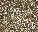Ketan Batik Mixer 81000 350