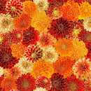 Chrysanthemum Mix-Mums, Orange,  HARVEST-CM4133-MUMS